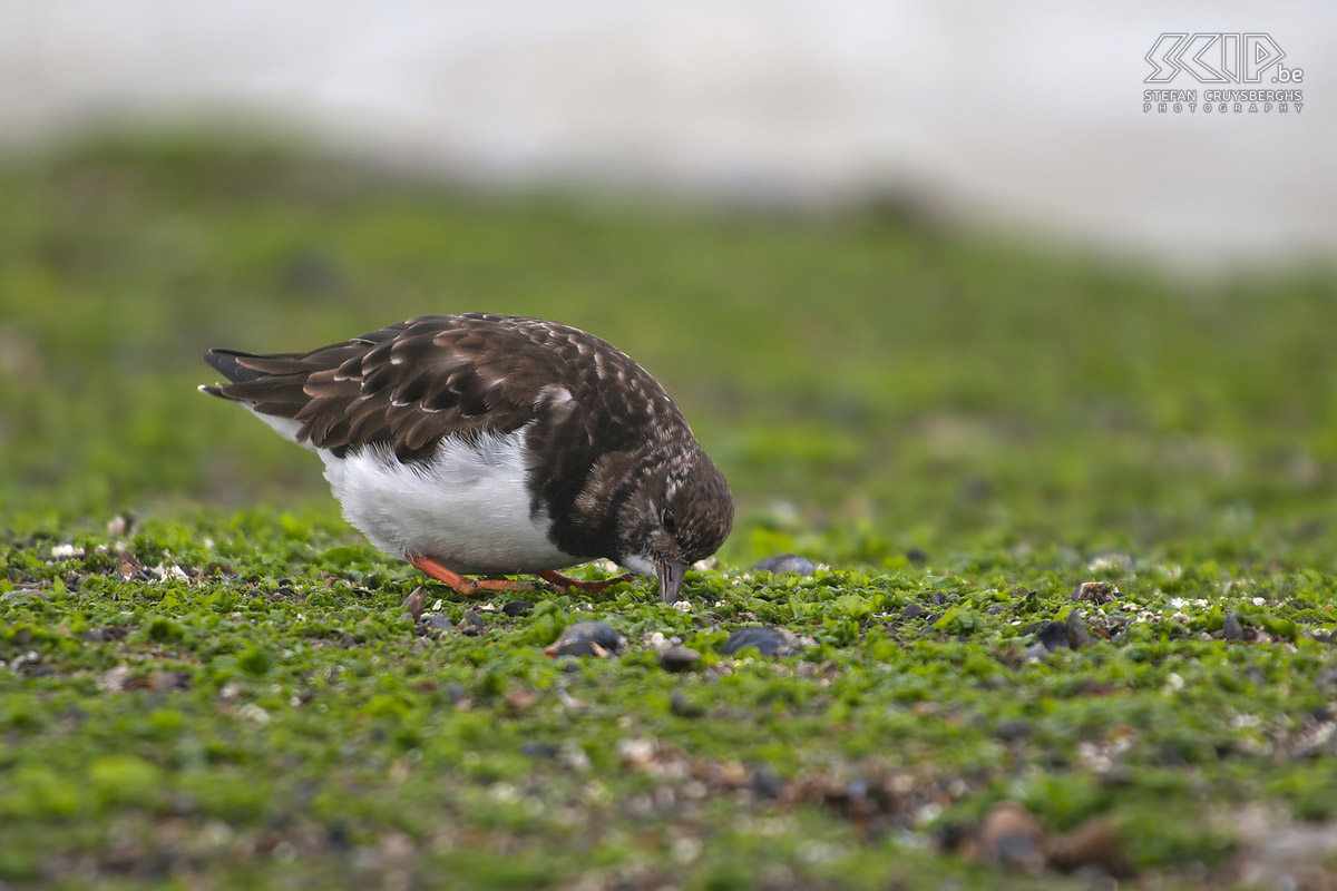 Vlaamse en Zeeuwse kust - Steenloper Een dagje fotograferen aan de Vlaamse en Zeeuwse kust in Breskens, Cadzand, Knokke en Blankenberge. Stefan Cruysberghs